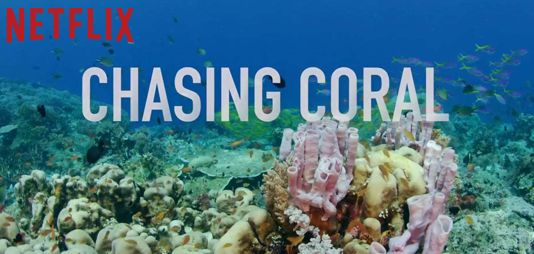 Chasing Coral - An Exposure Labs Production in partnership with The Ocean Agency + View Into the Blue in association with Argent Pictures